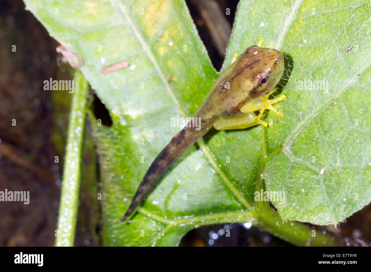 Tadpole of a small treefrog Dendropsophus sp. changing into a frog on a leaf above a rainforest pool, Ecuador. Stock Photo