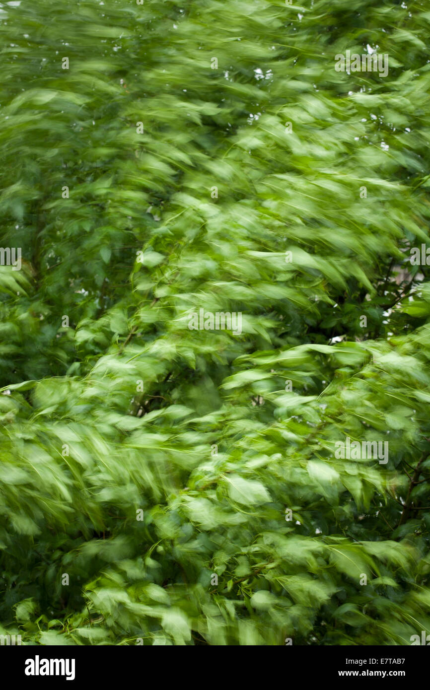 Leaves Blowing Stock Photos & Leaves Blowing Stock Images Alamy