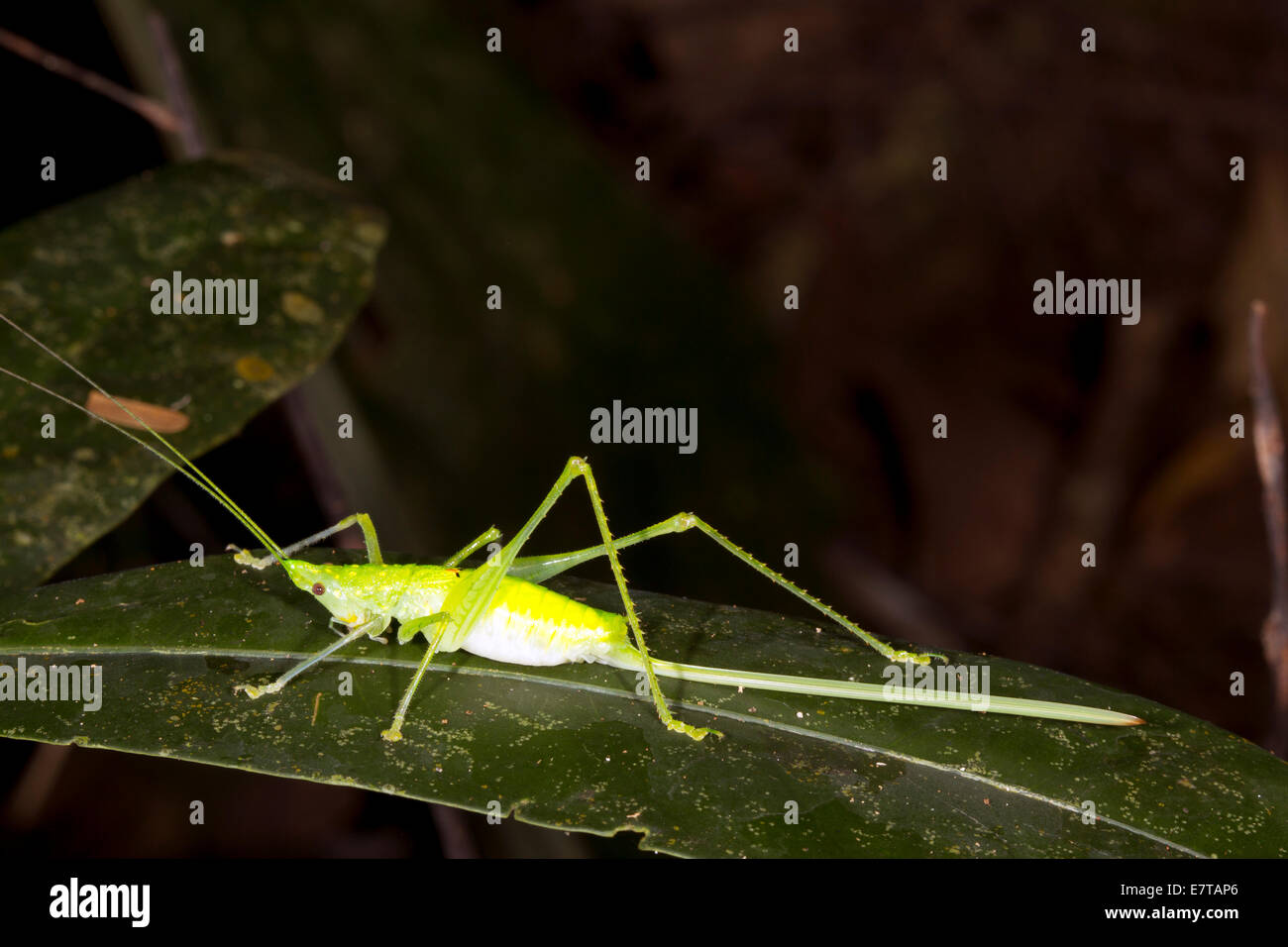 A female conehead katydid with a very long ovopositor, Ecuador Stock