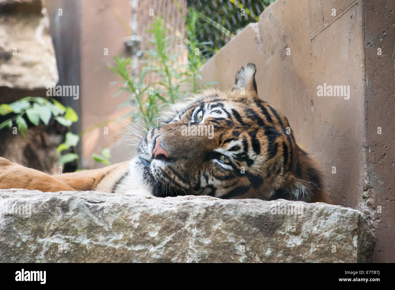 Tiger laying down enjoying the day Stock Photo