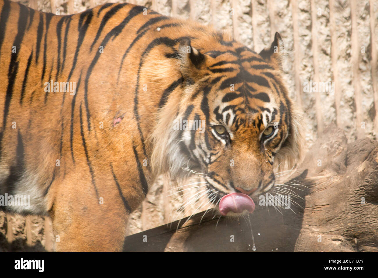 Young Amur tiger siblings play-fighting Stock Photo - Alamy