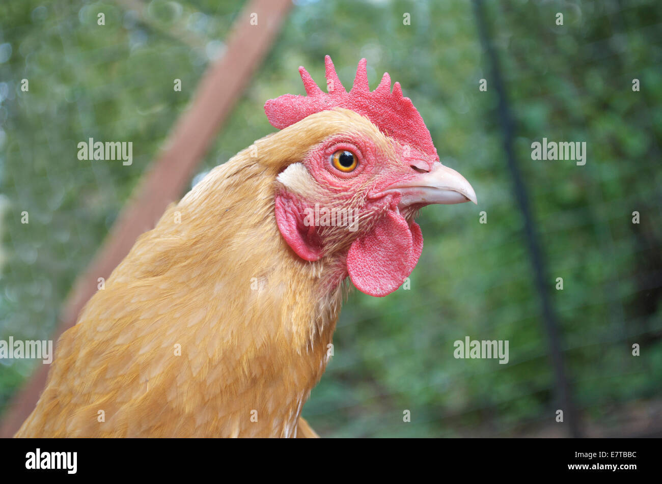 Chickens in coup. Stock Photo