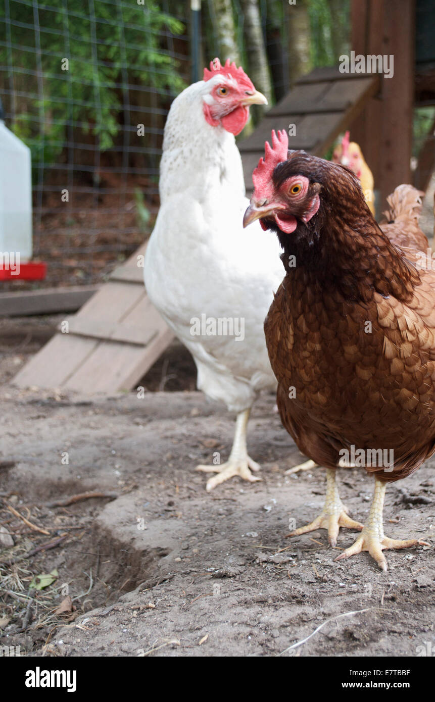 Chickens in coup. Stock Photo