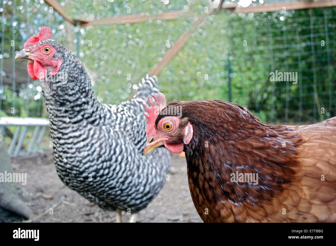 Chickens in coup Stock Photo - Alamy