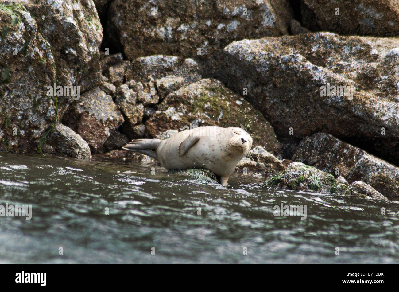 Sleeping seal on rocks with salt water in foreground. Stock Photo