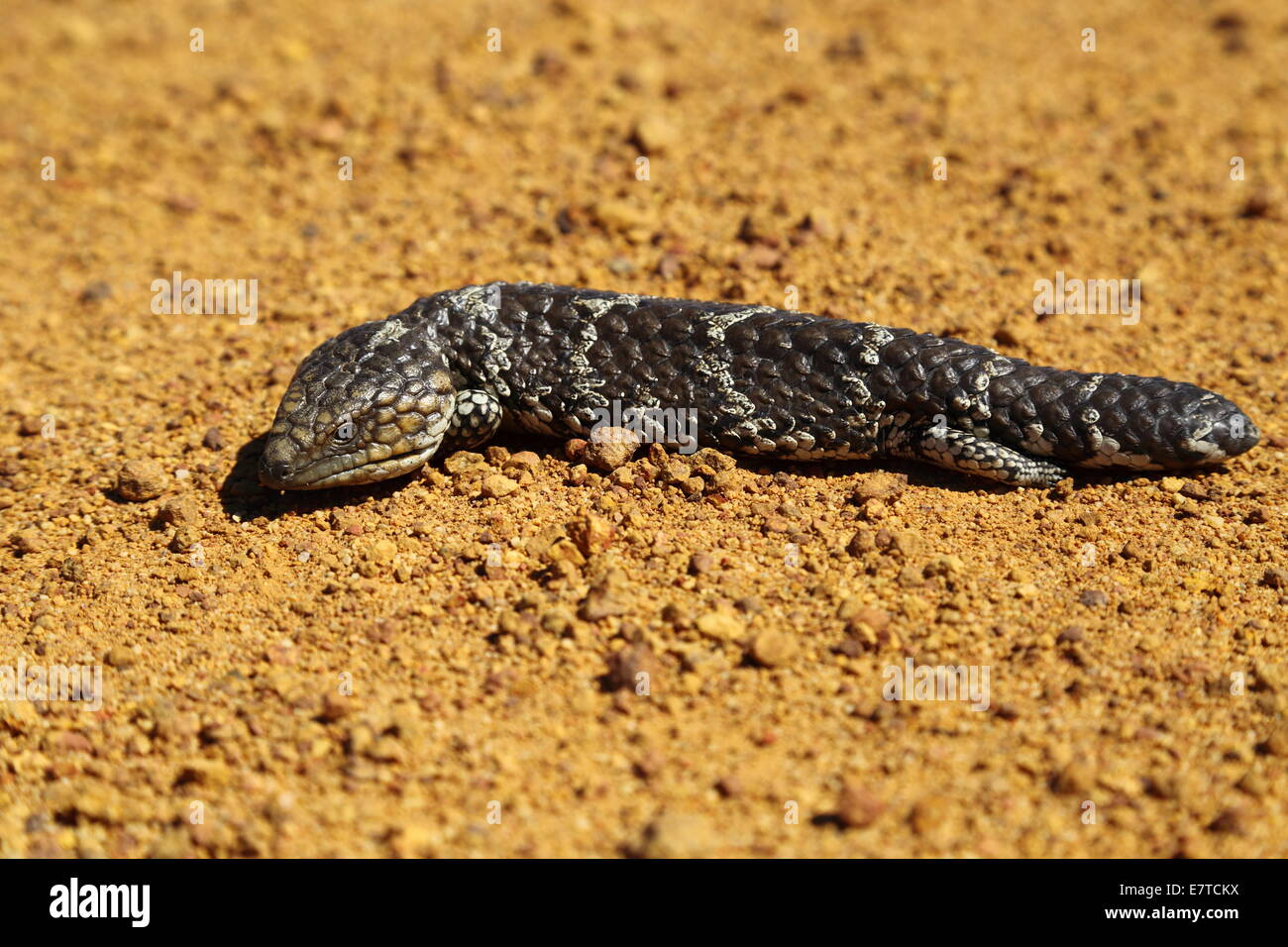 A Blue-tongued Skink (commonly called blue-tongued lizard) basks on a rural road near Hyden, Western Australia, Australia. Stock Photo
