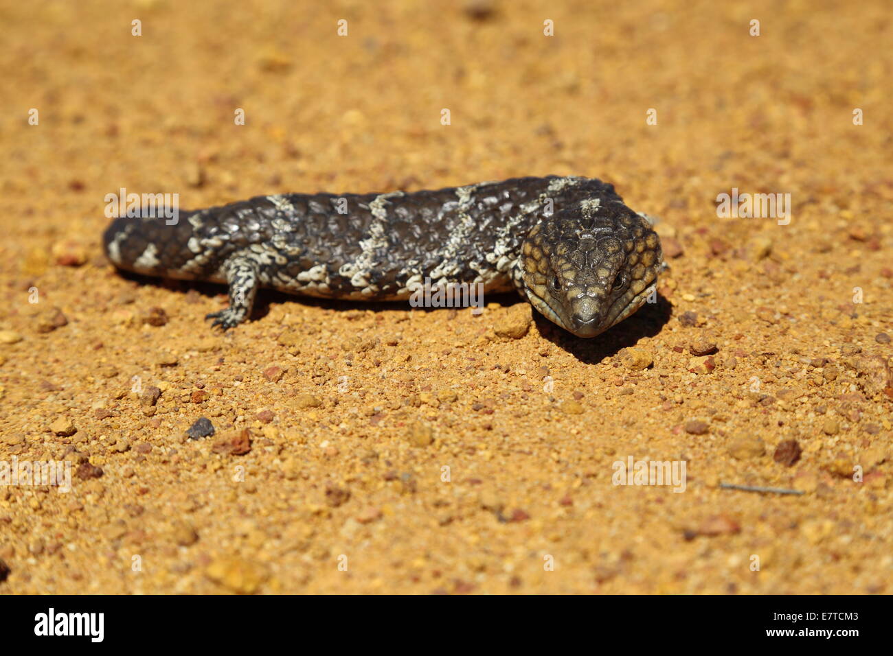 A Blue-tongued Skink (commonly called blue-tongued lizard) basks on a rural road near Hyden, Western Australia, Australia. Stock Photo