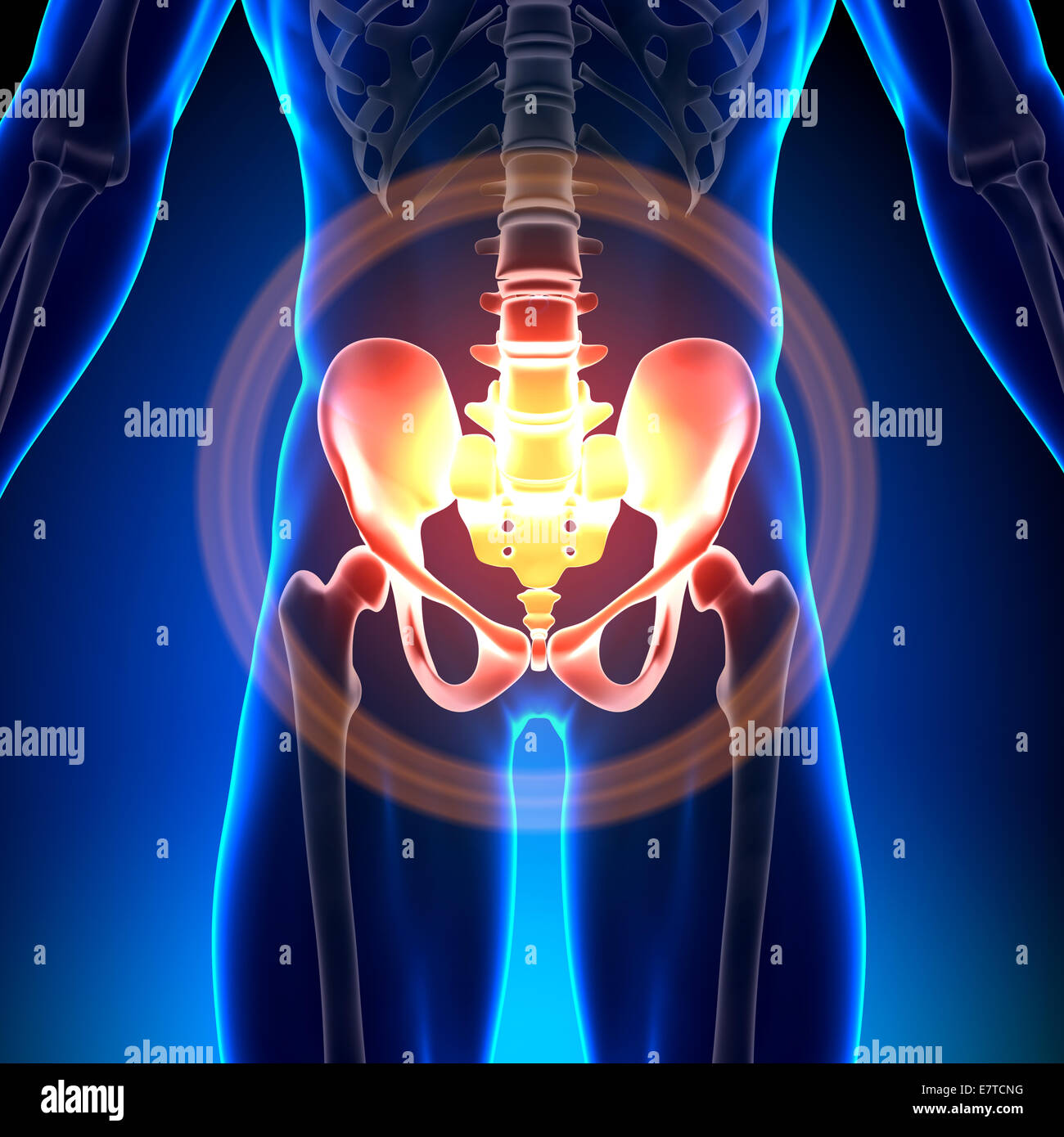 Hip / Sacrum / Pubis / Ischium / Ilium - Anatomy Bones Stock Photo