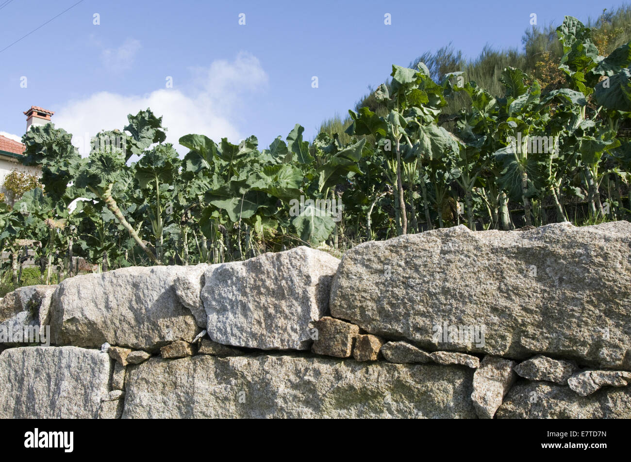 vegetables and a stone wall Stock Photo