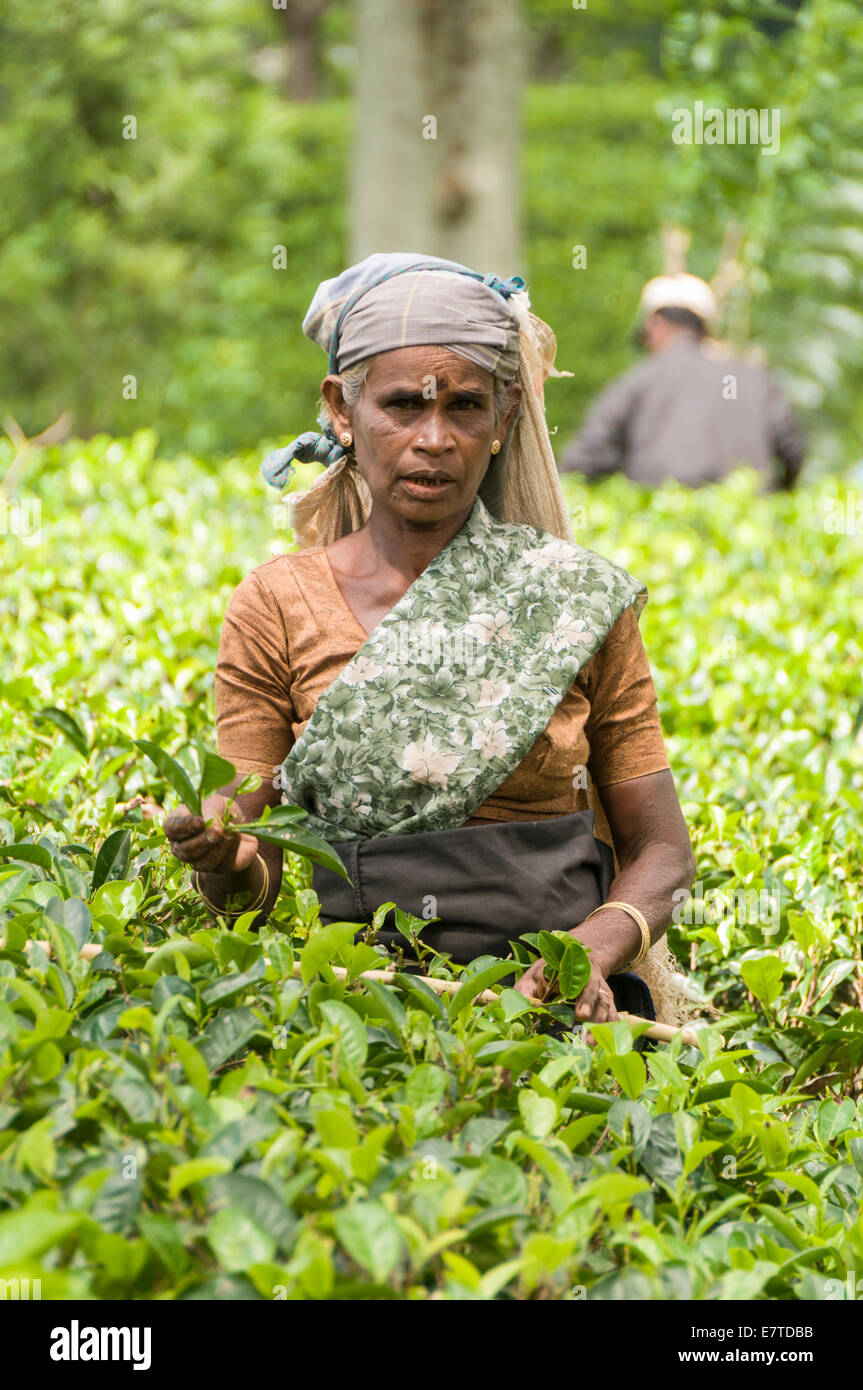 Local Sri Lankan women picking tea in a plantation in Kandy Sri Lanka the traditional way Stock Photo