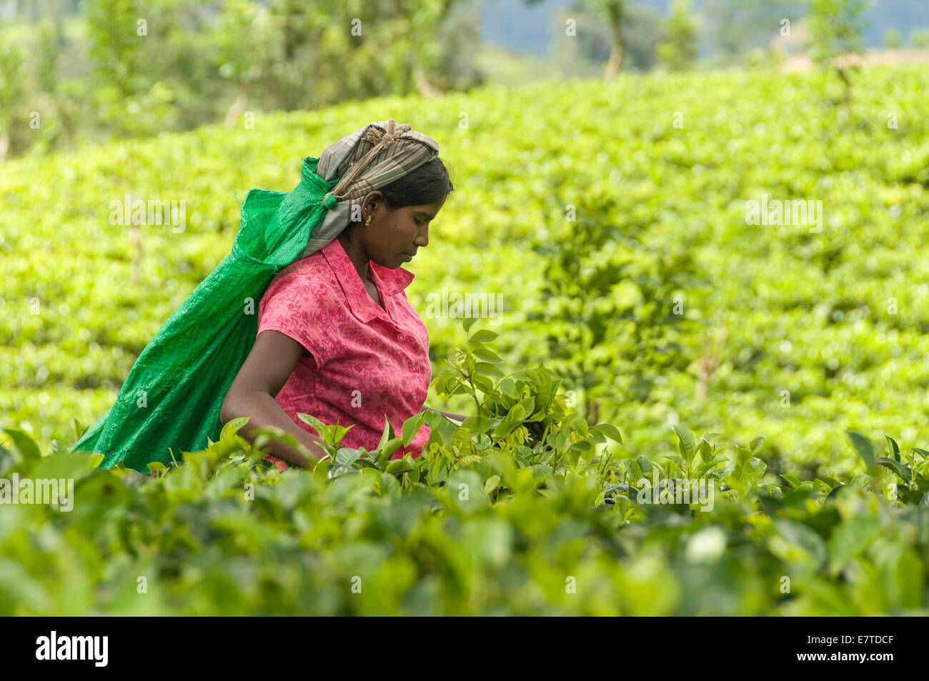 Local Sri Lankan women picking tea in a plantation in Kandy Sri Lanka the traditional way Stock Photo