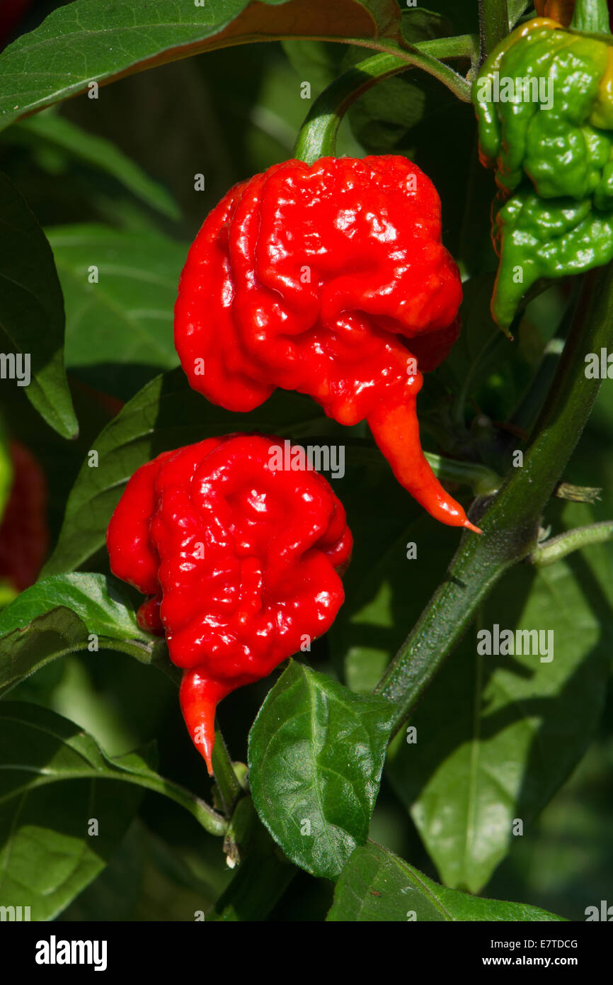 Carolina Reaper chillies, recognised by the Guinness World of Records