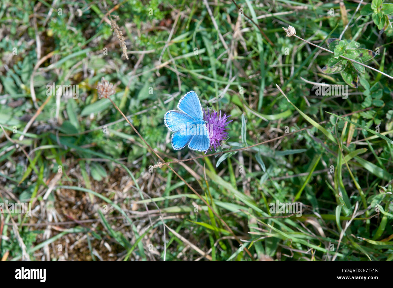 Male Adonis Blue on the short turf of Malling Down, Stock Photo
