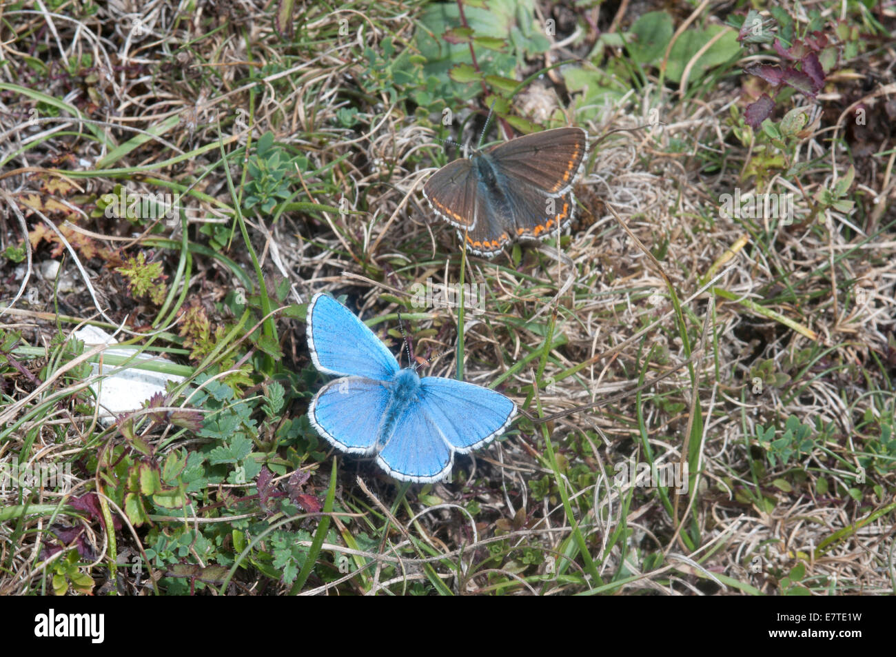 Adonis Blue male chasing a female on the short turf of Malling Down, Lewes, East Sussex Stock Photo