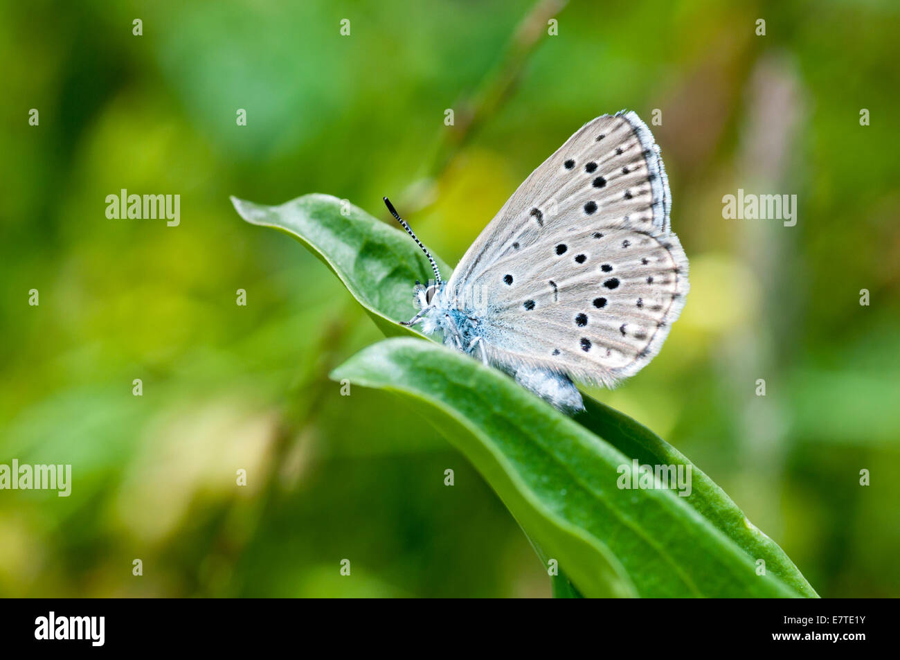 Shot of the endangered Alcon Blue resting on a leaf Stock Photo