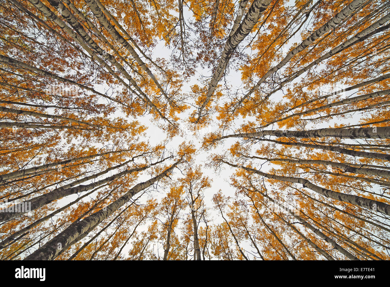 Looking up tall aspen trees hi-res stock photography and images - Alamy