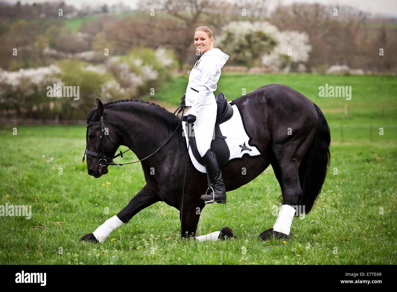 Friesian or Frisian horse, stallion, with a female rider on horseback, on a meadow, classical dressage Stock Photo