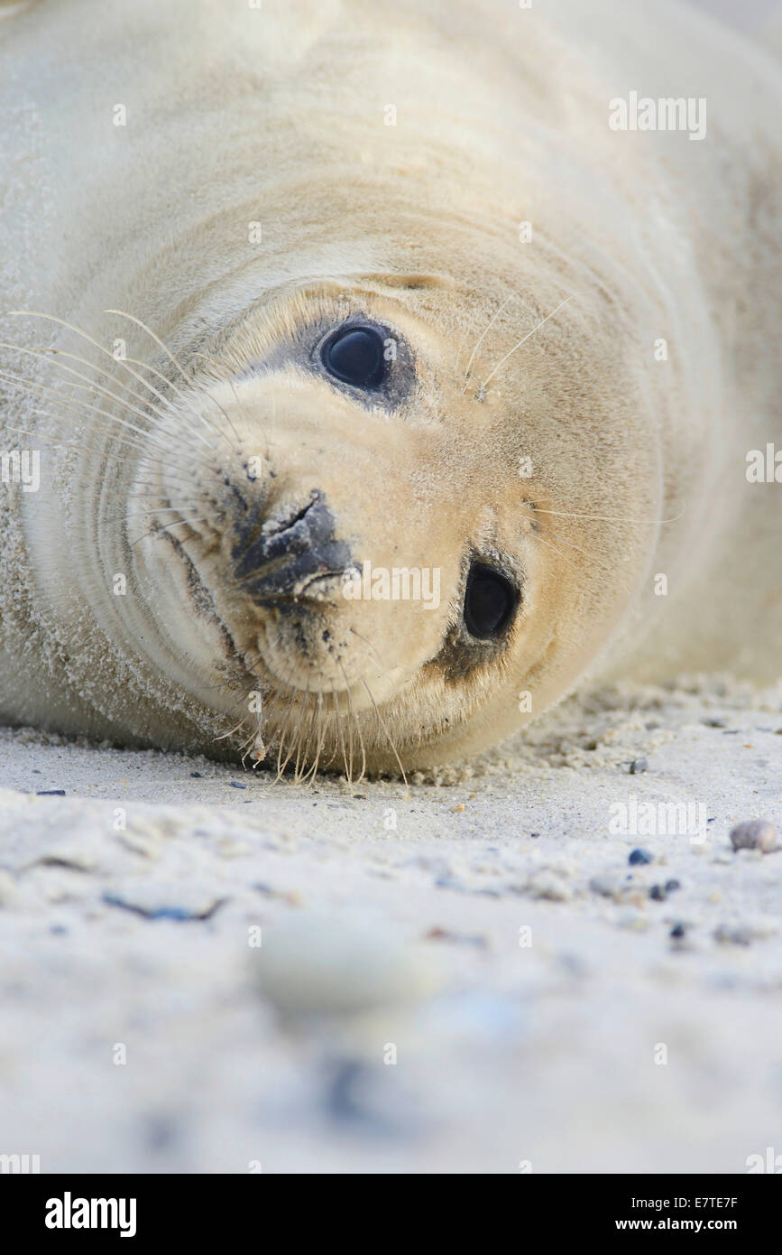 Grey Seal (Halichoerus grypus), young female, Heligoland Düne, Schleswig-Holstein, Germany Stock Photo