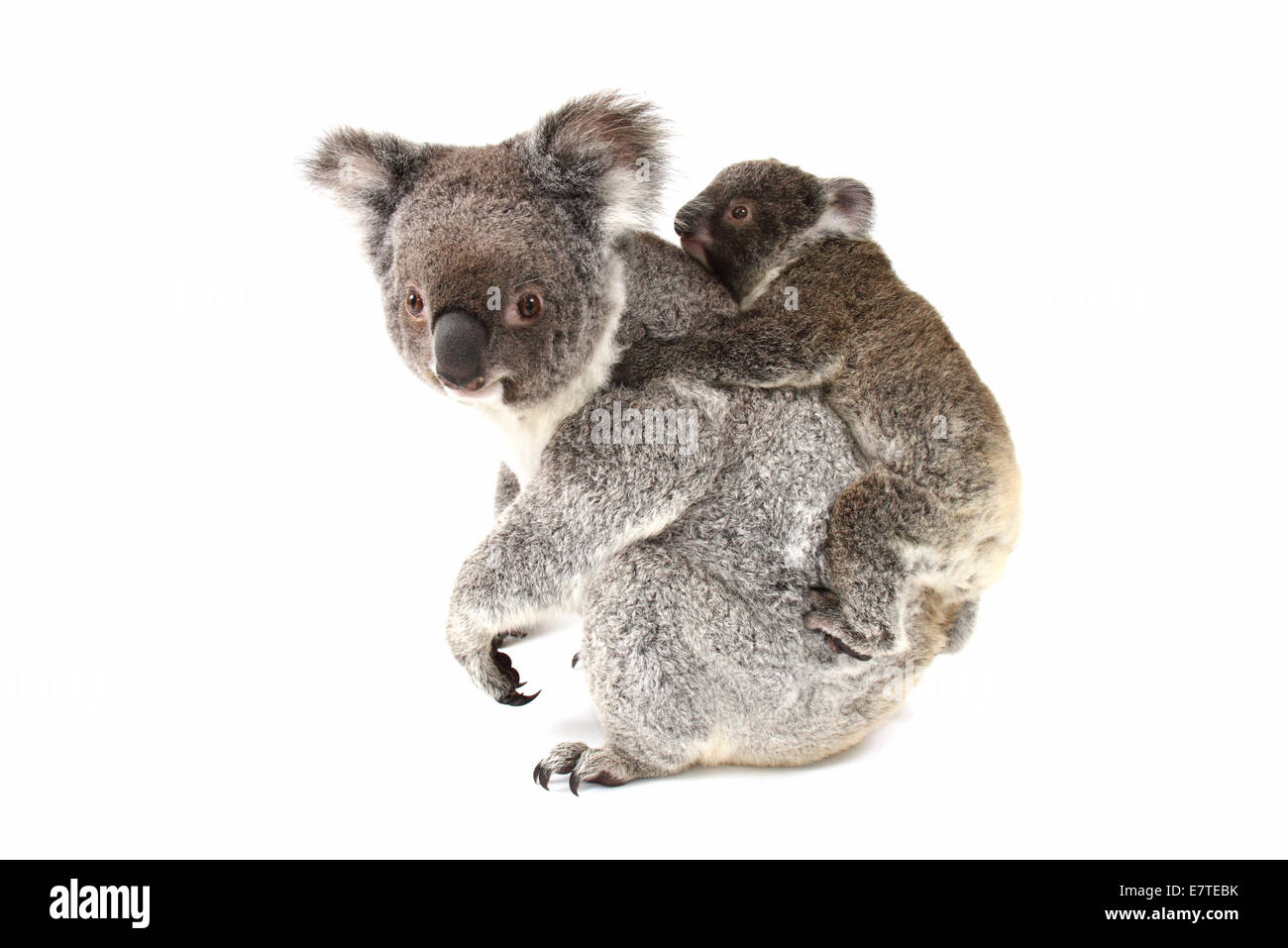 Koala (Phascolarctos cinereus), female with pup Stock Photo