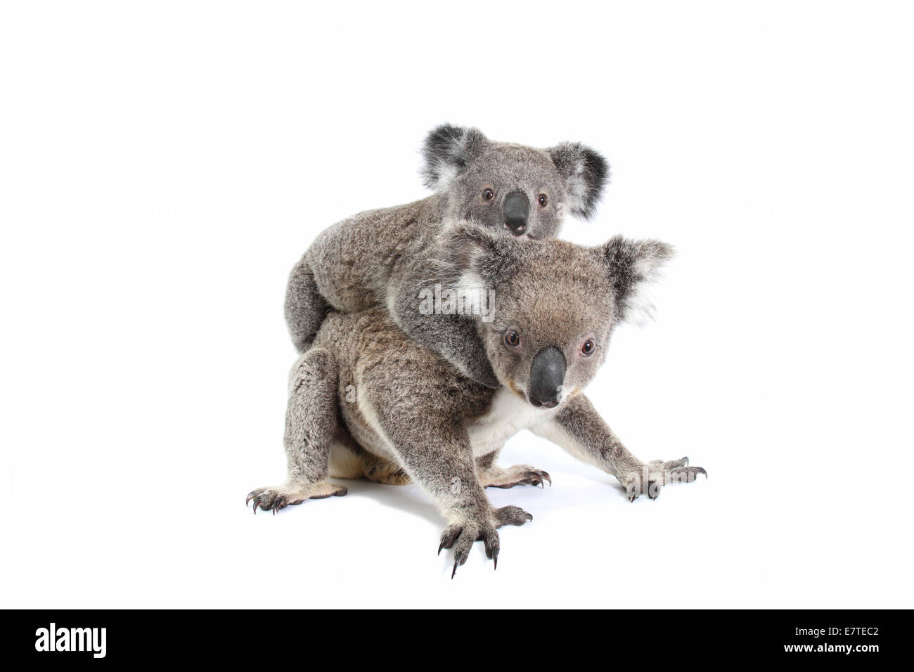 Koala (Phascolarctos cinereus), female with pup Stock Photo