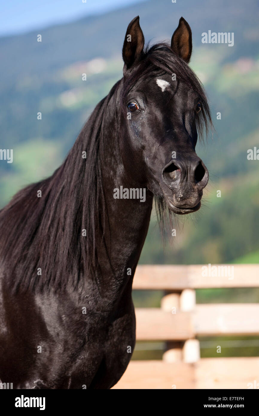Arabian Thoroughbred Horse, black stallion, North Tyrol, Austria Stock Photo