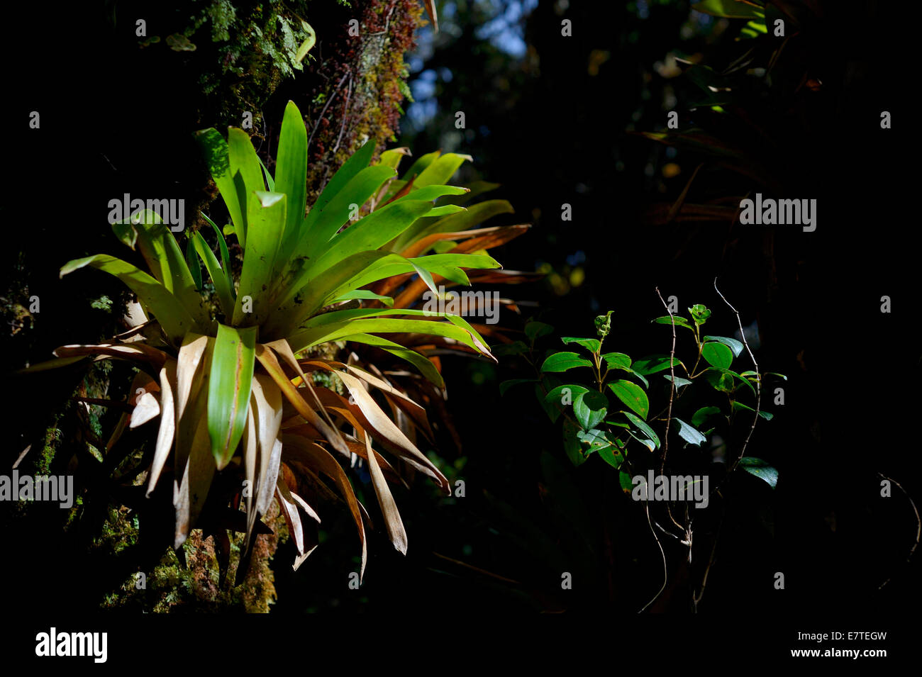 Bromeliad in a mountain jungle, Guandera, Northern Ecuador, Ecuador Stock Photo