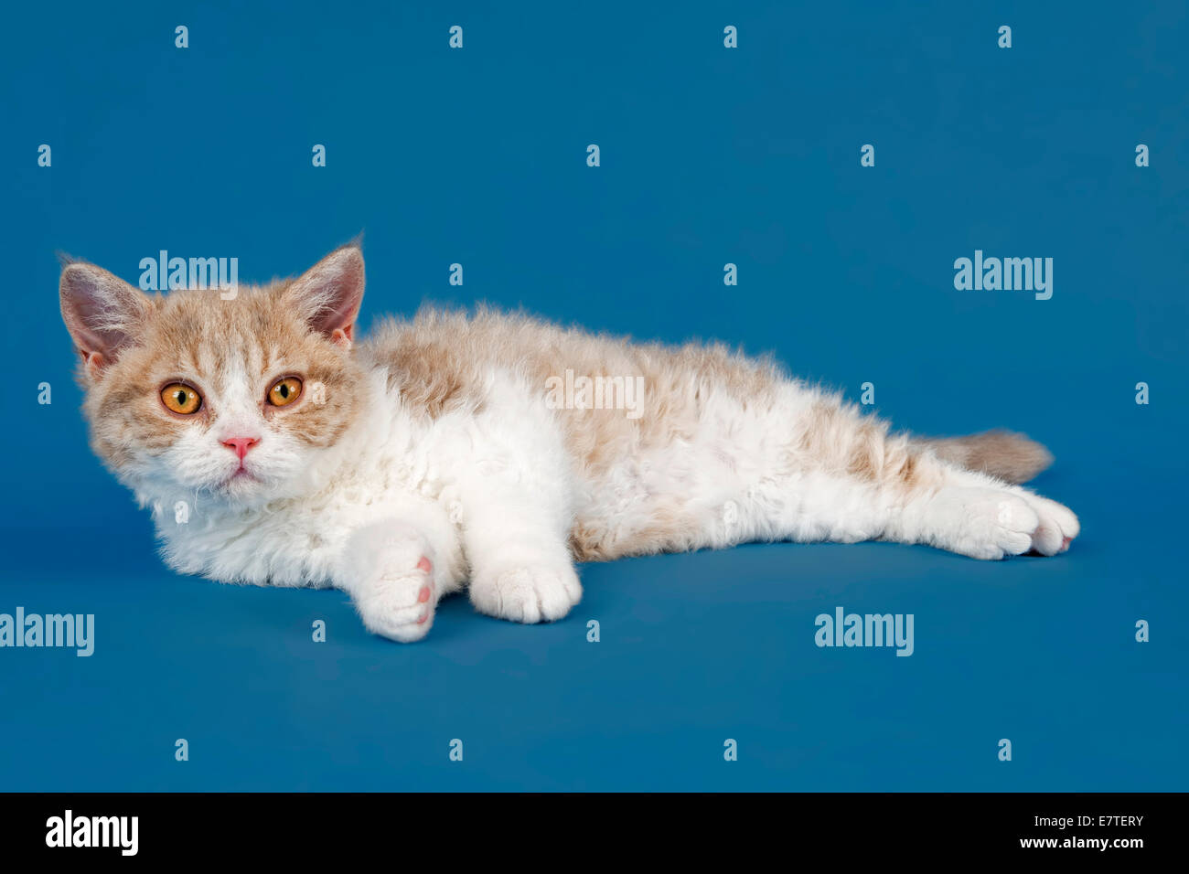 Selkirk Rex kitten, 10 weeks, colour lilac mackerel tabby white Stock