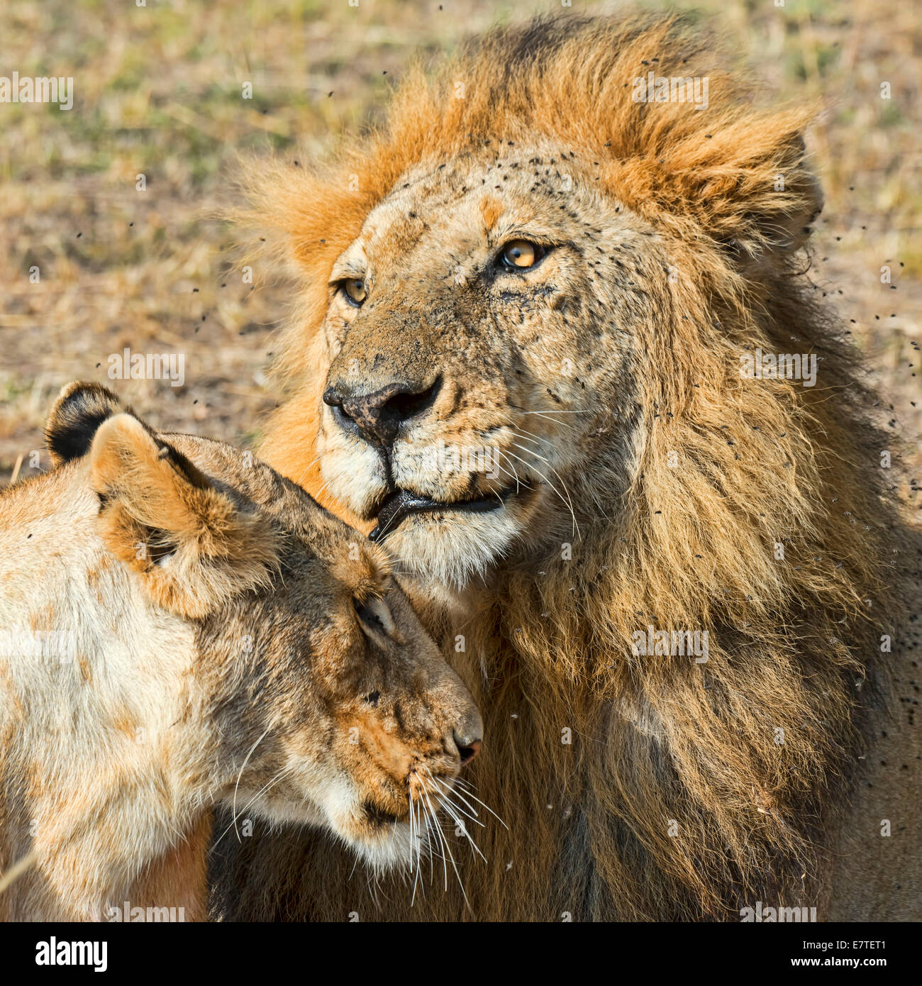 Pair of Lions (Panthera leo), willing to mate, Maasai Mara National ...