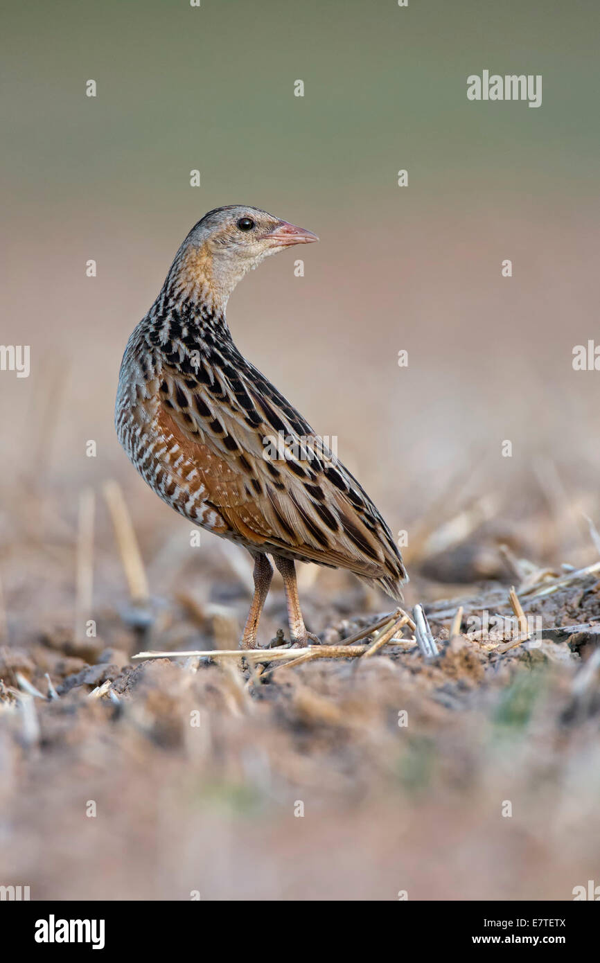 Corncrake (Crex crex), listenting to a rival's song, Middle Elbe region, Saxony-Anhalt, Germany Stock Photo