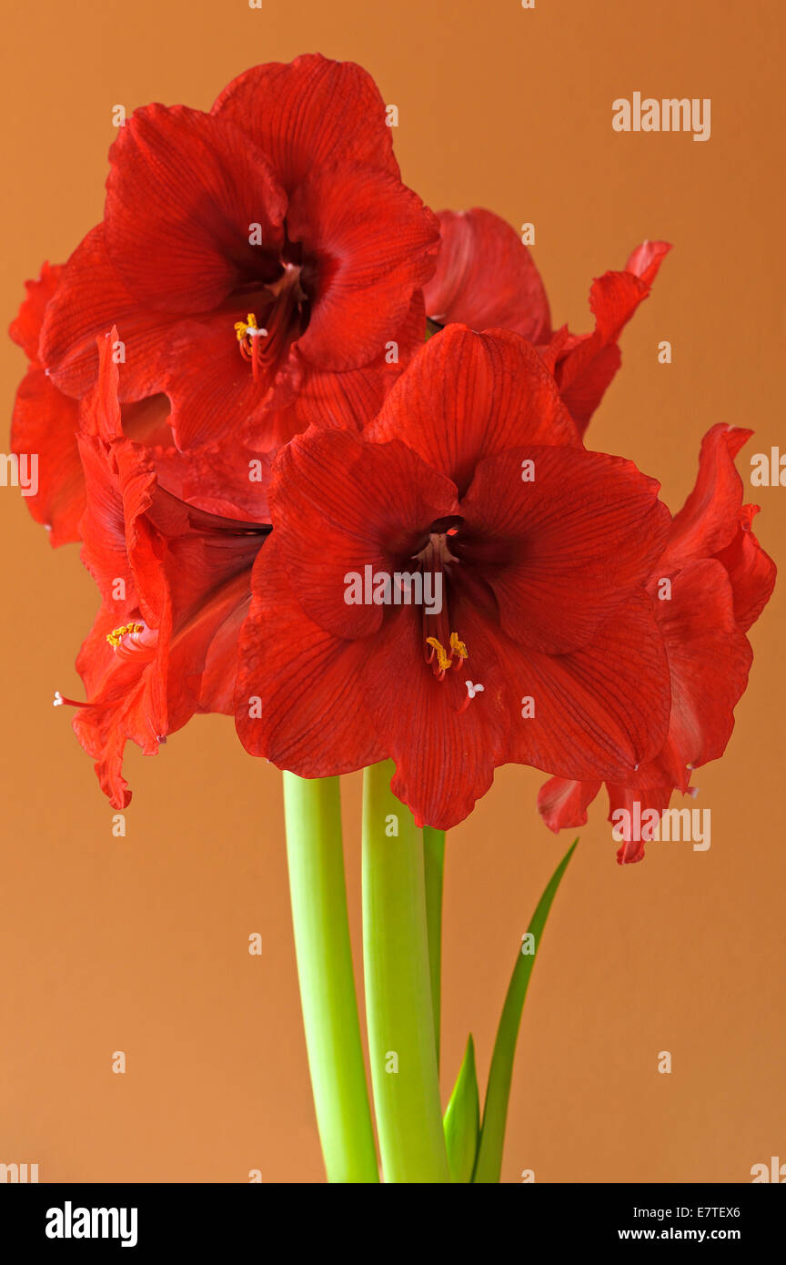 Red Amaryllis (Amaryllis) flowers Stock Photo