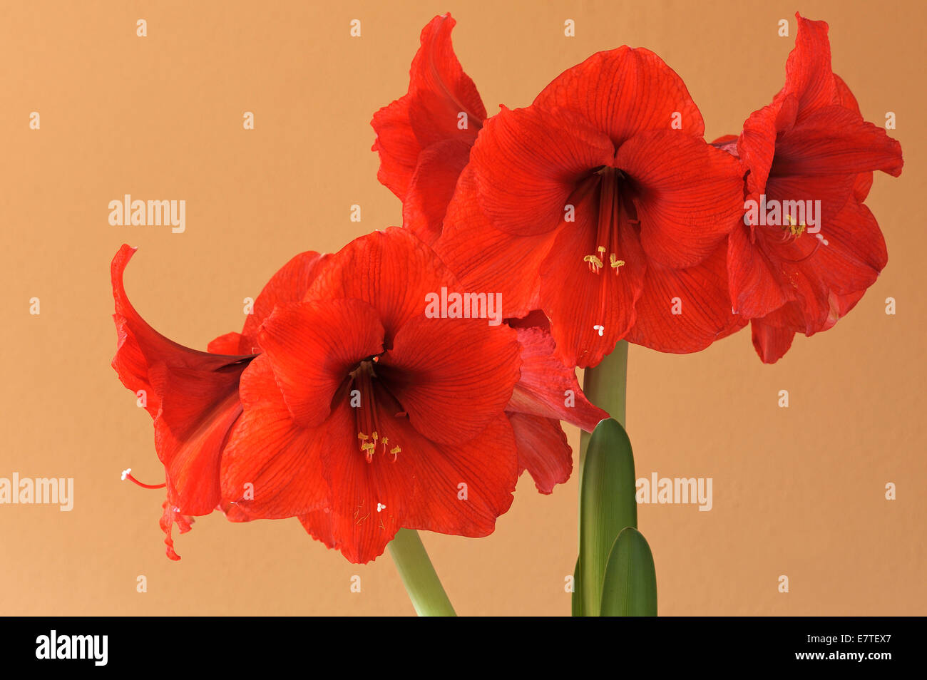 Red Amaryllis (Amaryllis) flowers Stock Photo