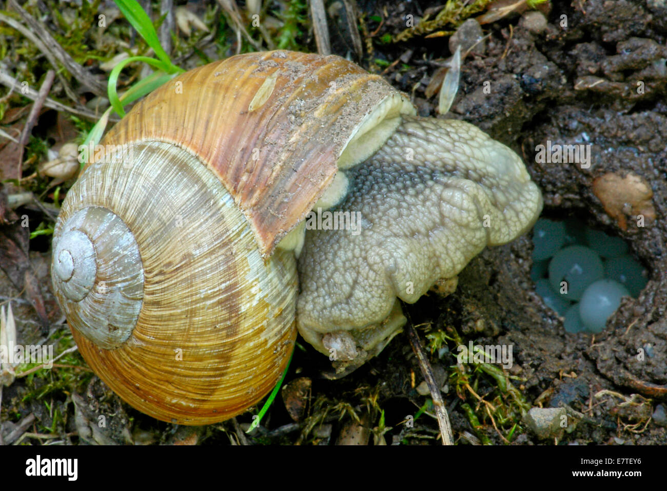 Burgundy Snail (Helix pomatia) with deposited eggs in a burrow, Germany ...