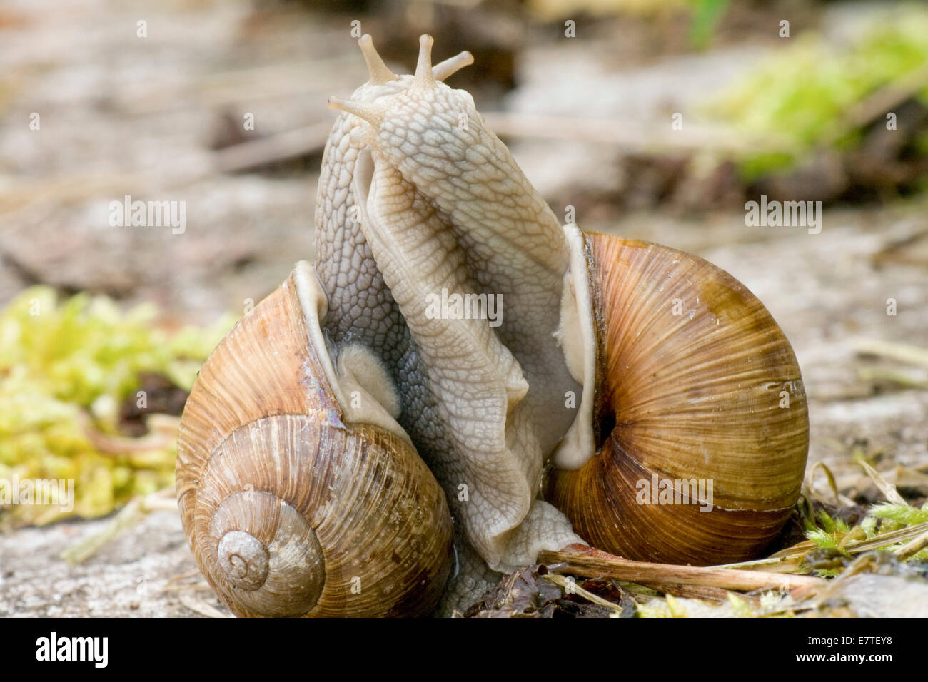 Burgundy Snails (Helix pomatia), mating, Germany Stock Photo