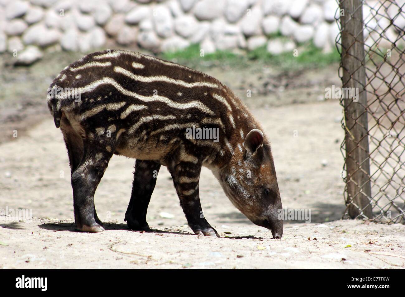 (140924) -- LIMA, Sept. 24, 2014 (Xinhua) -- 'Jana', a female tapir cub, feeds herself during her symbolic baptism held at Legends Park, in San Miguel district, Lima Department, Peru, on Sept. 23, 2014. 'Jana' born on July 28, 2014, and is bred by the vets of Legends Park. (Xinhua/Luis Camacho) (lyi) Stock Photo