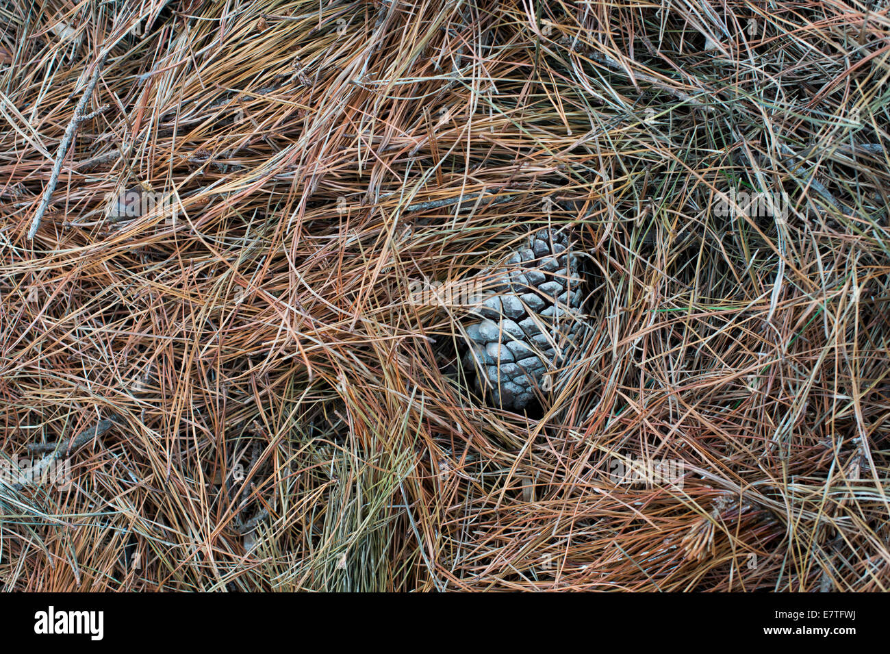 Pinus sylvestris seed hi-res stock photography and images - Alamy