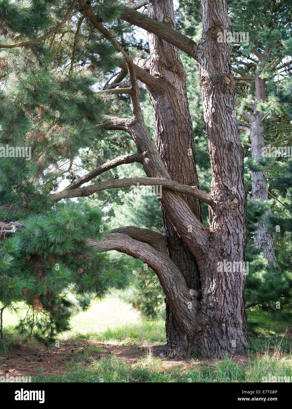 Pinus Sylvestris. Scots pine tree in the English countryside Stock Photo