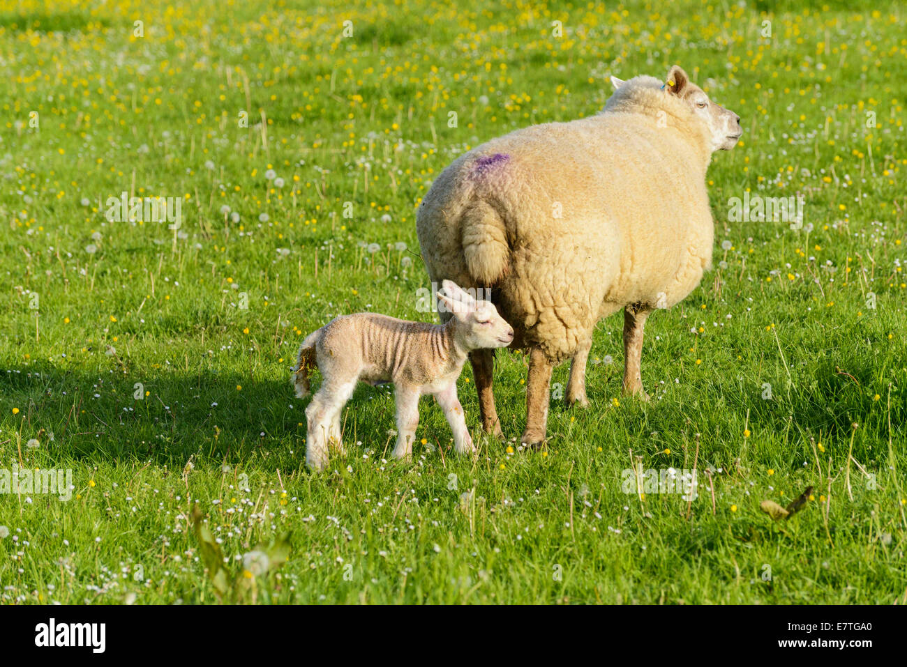 Ewe with new born lamb in field Stock Photo - Alamy