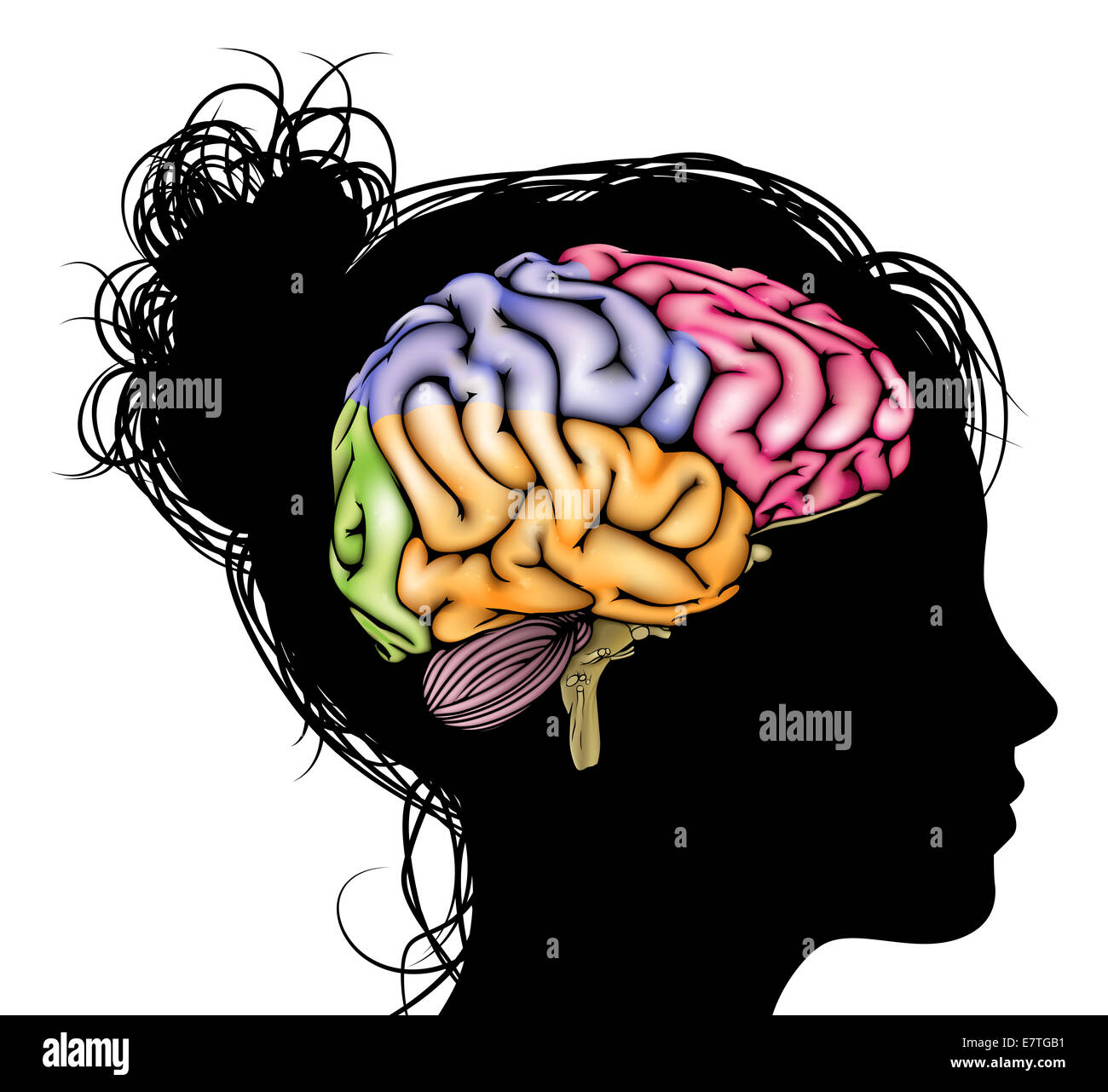 A womans head in silhouette with a sectioned brain. Concept for mental, psychological, brain development, learning and education Stock Photo