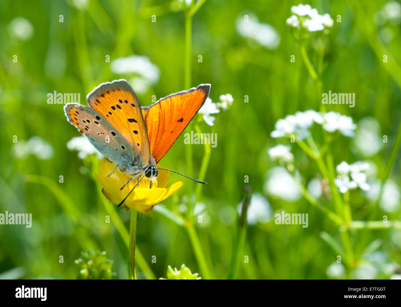 Large Copper butterfly feeding on a buttercup in a Turkish meadow Stock Photo