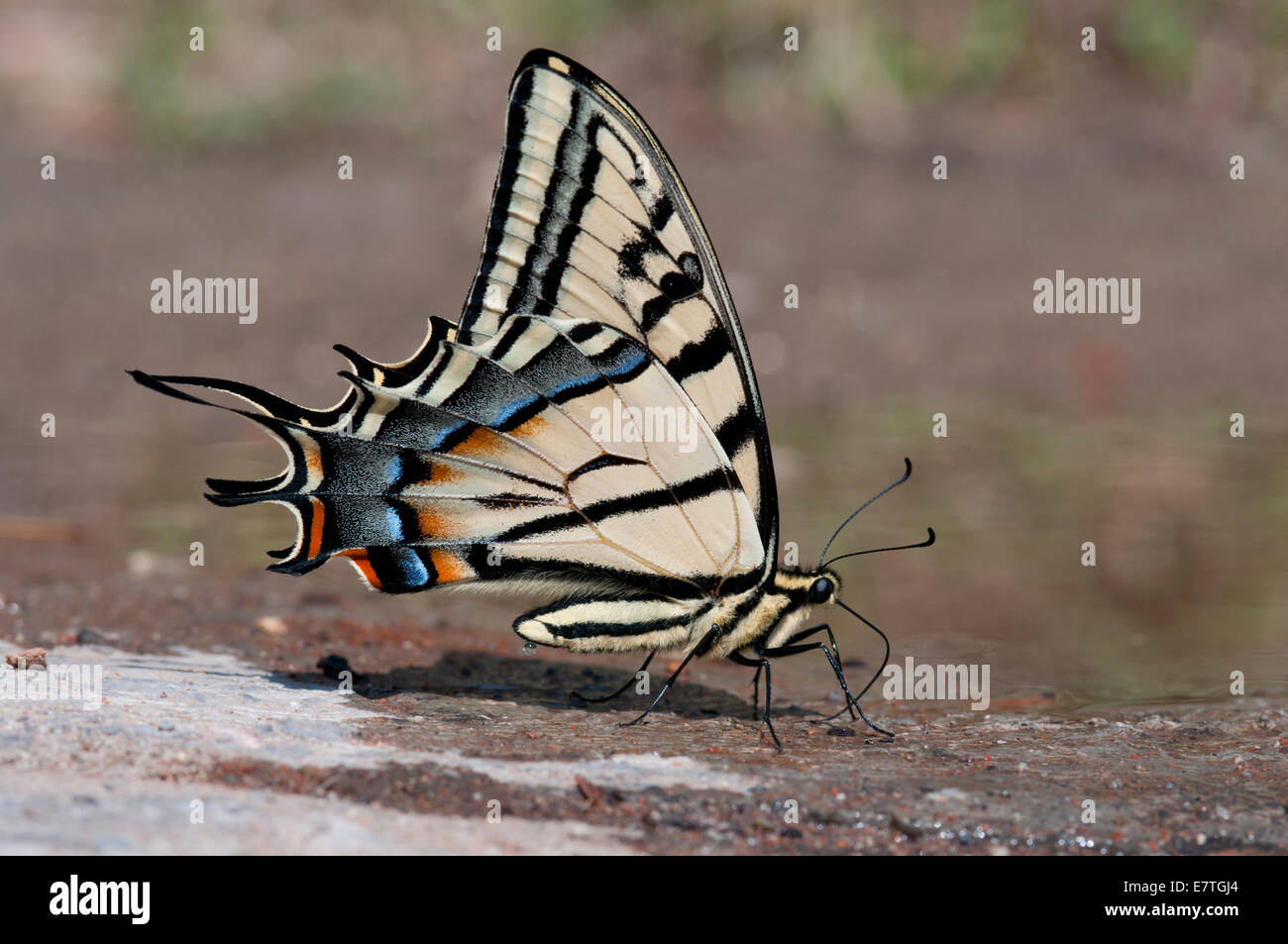 Two-tailed Swallowtail mud-puddling in a Mexican village Stock Photo