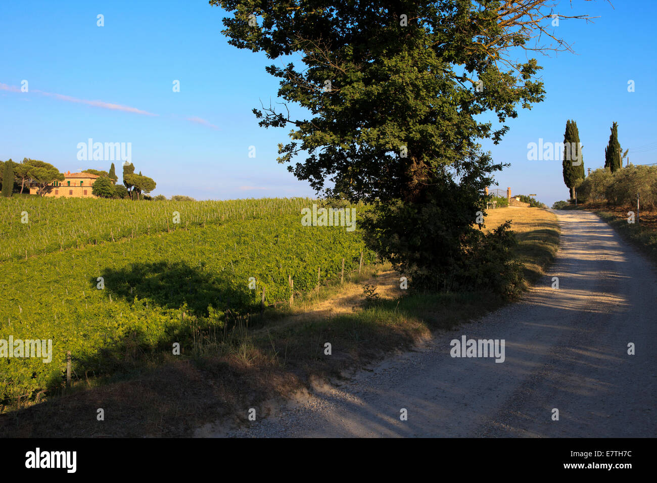 Vineyard, Tavarnelle Val Di Pesa, Chianti Region, Tuscany, Italy Stock Photo