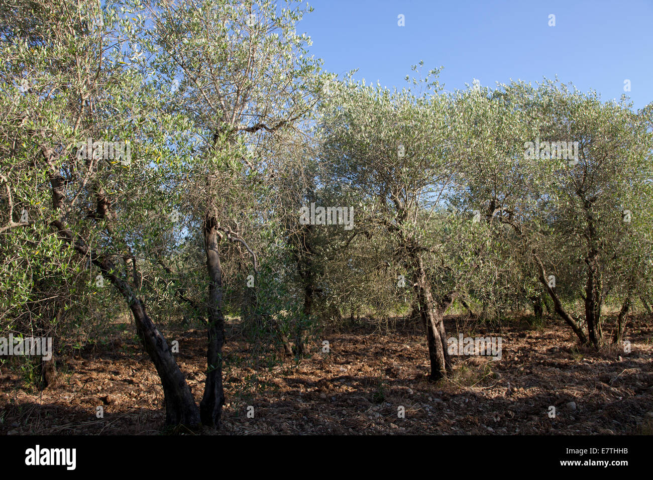 Olive trees, Tavarnelle Val Di Pesa, Chianti Region, Tuscany, Italy Stock Photo