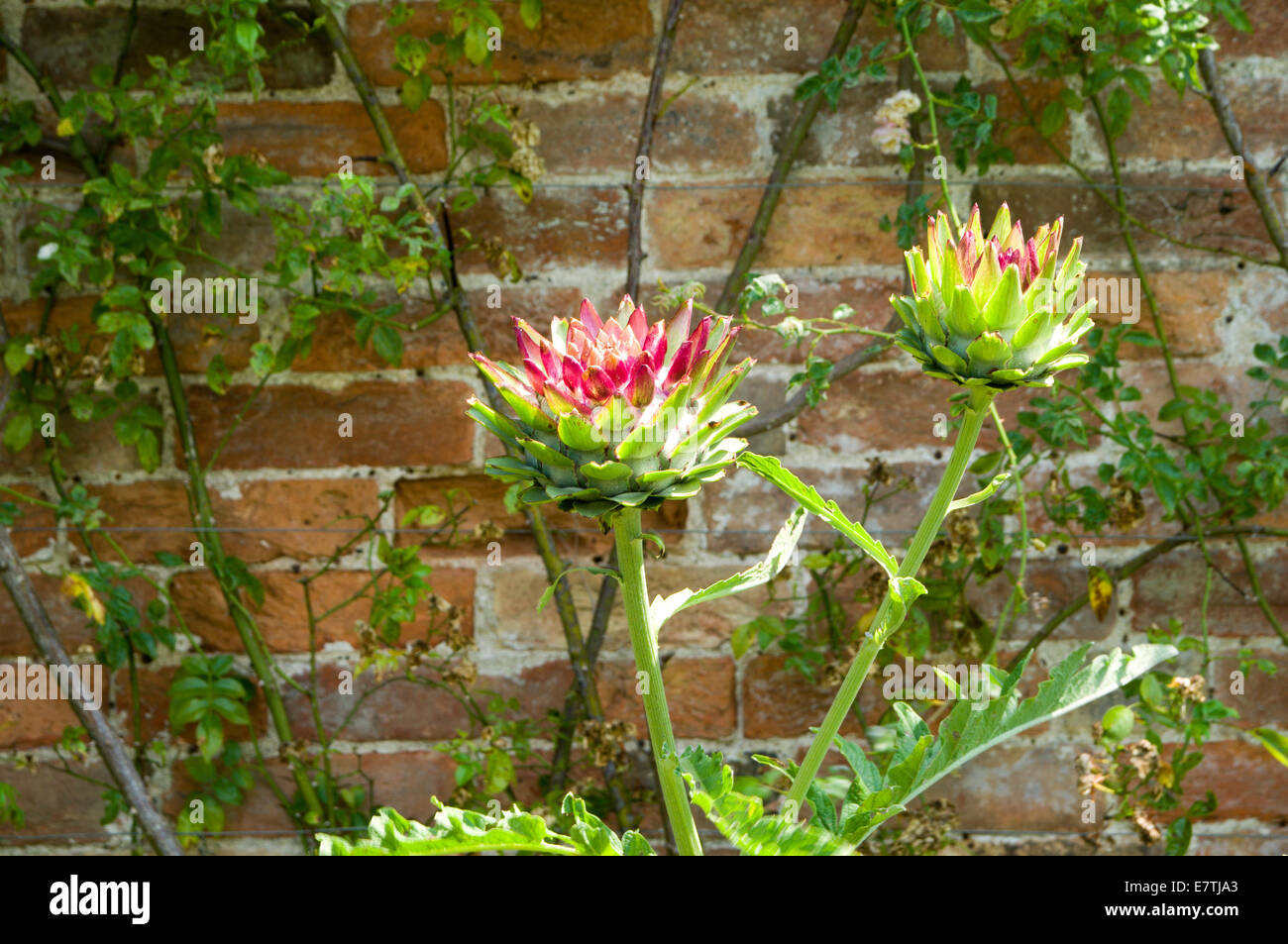 Globe Artichoke flower, National History Museum, St Fagans, Cardiff, Wales. Stock Photo