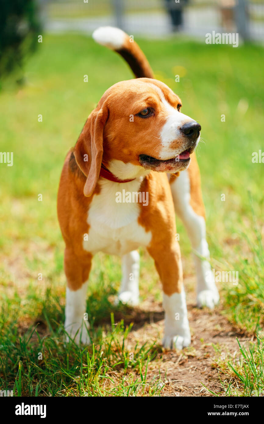 Brown beagle hires stock photography and images Alamy