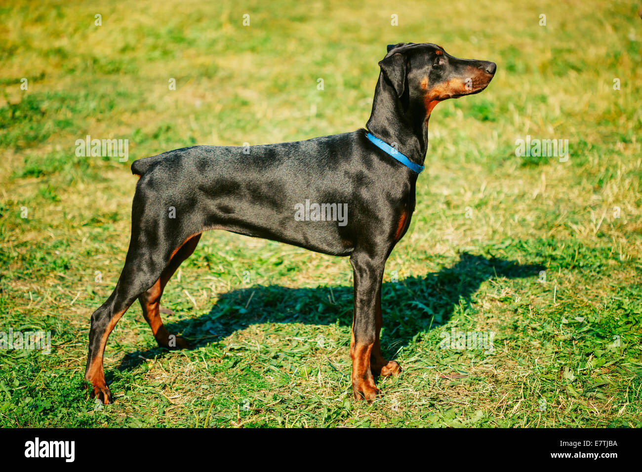 Young, Beautiful, Black And Tan Doberman Standing On The Lawn. Dobermann Is A Breed Known For Being Intelligent, Alert, And Loya Stock Photo