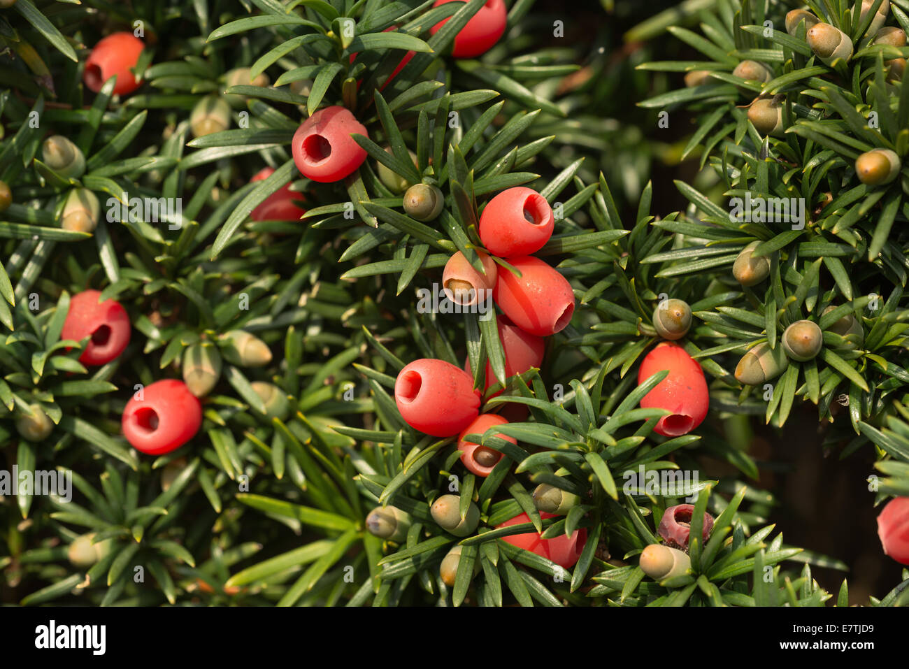 Succulent red yew berries in autumn sunshine, a natural food for birds with small and large developing fruits Stock Photo