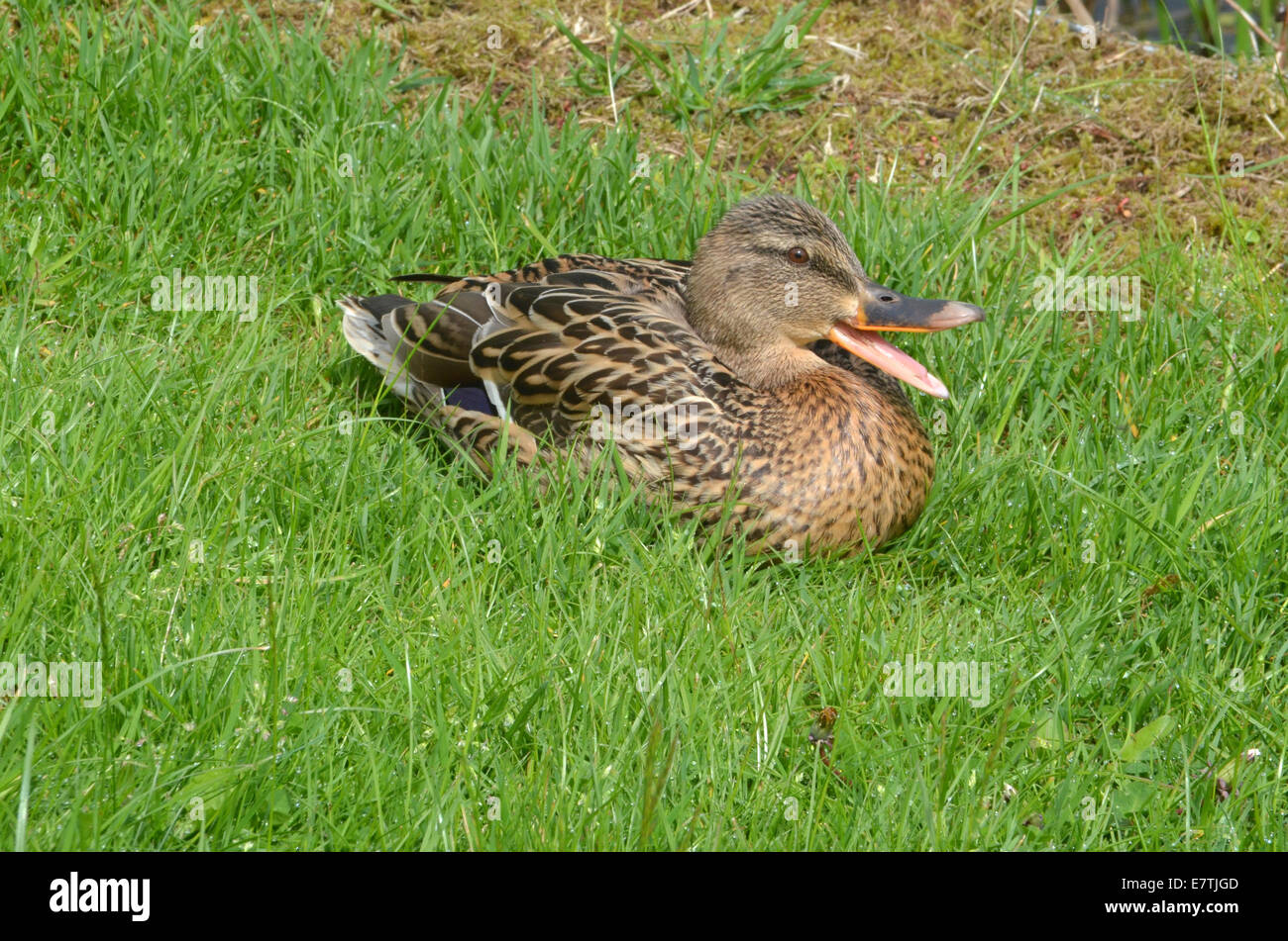 Quacking duck on the bank of the Forth & Clyde Canal, Clydebank Stock