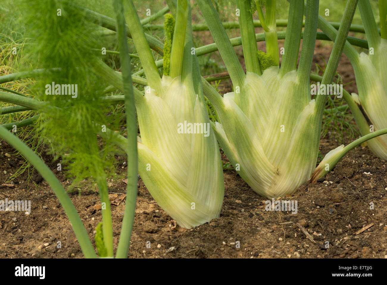 Couple of fennel plant bulbs side by side ready for harvest in an