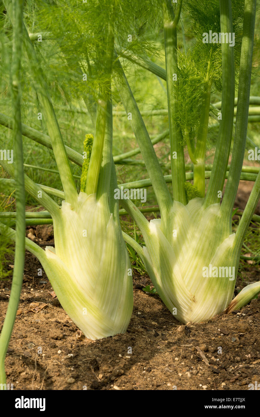 Couple of fennel plant bulbs side by side ready for harvest in an organic allotment with bright green succulent shoots frond Stock Photo