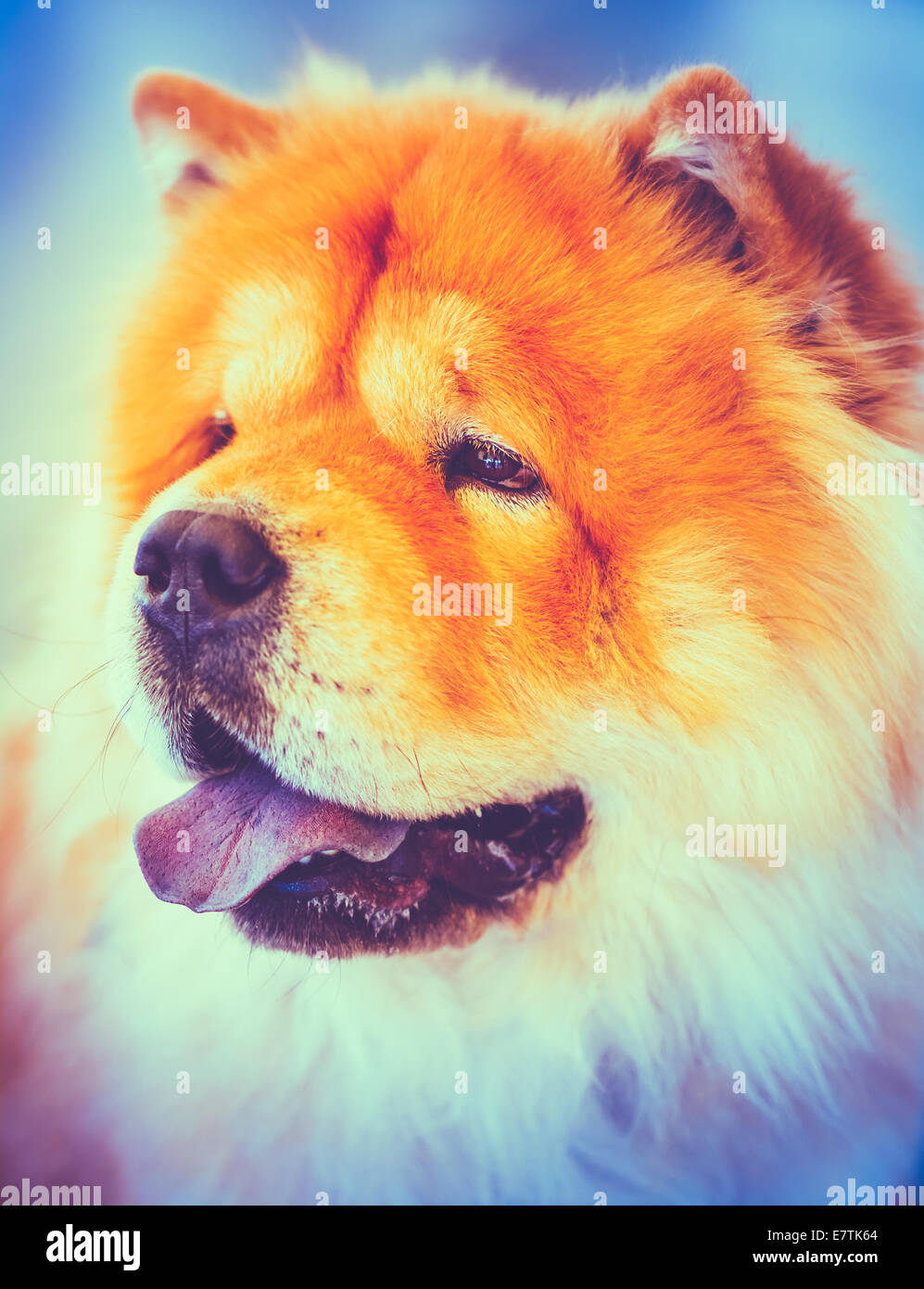 Chow chow purple tongue hi-res stock photography and images - Alamy